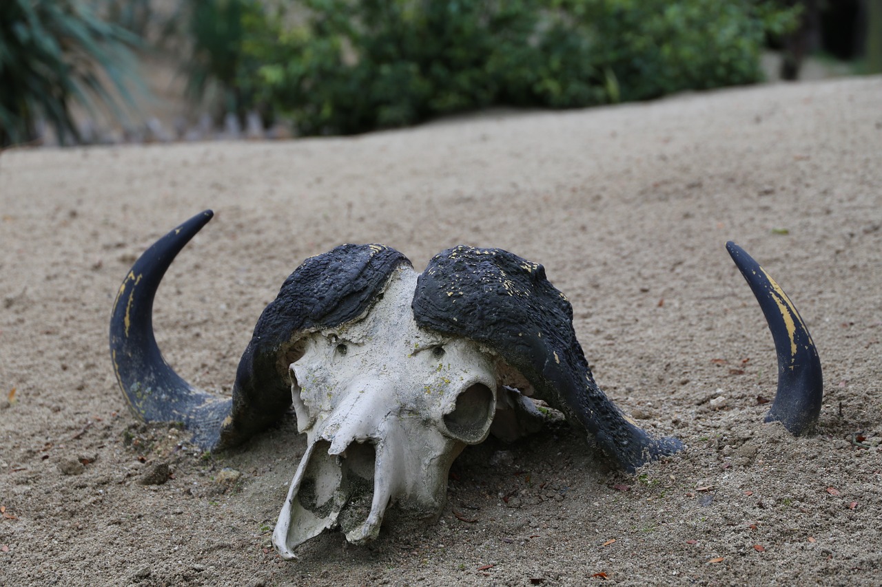 A lenda do Cabeça de Vaca